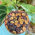Cooksnap dari ghearisalia untuk resep Banana Cake Ala Farah Quinn (2 telur, moist tanpa mixer)