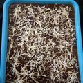 Cooksnap dari bunda_kita untuk resep Puding brownies roti tawar