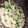 Zarqa Ch's cooksnap of when they made #cookwithamna Creamy salad.