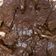 Cooksnap dari auliatb untuk resep Semur daging sapi khas betawi