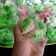 Cooksnap dari Resintaw untuk resep Bolu kukus merekah