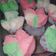 Cooksnap dari oktavia kim untuk resep Bolu Kukus Fiber Creme
