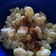 Michael's cooksnap of when they made Deviled Egg Macaroni Salad.