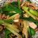 Anita 的 蔥爆豬肉 cooksnap