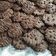 Cooksnap dari Fitri Why Wahyuni untuk resep Cookies Cokelat Chocochips