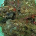 Cooksnap dari Heny Safitri untuk resep Kerongkongan / tulang ayam pedes manis