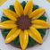 Cooksnap dari Heidy Direno untuk resep Puding Bunga Matahari 🌻