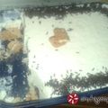 Cooksnap από chrysakiLogosMt στη συνταγή Νέα συνταγή ενός ξεχωριστού παγωτού