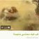 صورة من -Hamza Al Tayyar، شاركها بعد تجربة وصفة حلى سهل وسريع