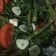 Cooksnap dari Mila Rosita untuk resep Tumis kangkung bagi pemula