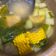 Cooksnap dari kittysweet untuk resep Sayur asem bening&segar