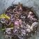 Cooksnap dari SherlySherlek untuk resep Cumi bumbu hitam