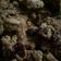 Cooksnap dari Yekie Senja Oktora untuk resep Oat cookies - Diet