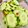 Cooksnap Dibee semasa beliau membuat Japanese pickled cucumbers in 5 mins🥒 🌶 -Asazuke(浅漬け)-.