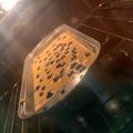 El cooksnap de Andrea Bazaes Figueroa cuando hizo Queque de Zanahoria saludable.