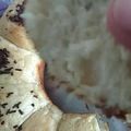 Cooksnap dari kanwil satu untuk resep Roti Sobek Baking Pan