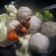 Cooksnap dari Anindita Irnila untuk resep Kuah Bakso Gurih