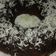 Cooksnap dari Titin Ardiani Ardah untuk resep Brownies Kukus Simple