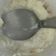 El cooksnap de Santiago Diego Bratti cuando hizo Arroz con leche simple y cremoso.