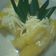 Cooksnap dari riska falent untuk resep Thai Cassava With Coconut Sauce (Singkong Ala Thai)