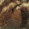El cooksnap de karen cuando hizo Torta de chocolate en microondas muy fácil y versátil.