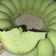 Cooksnap dari anastasya untuk resep Bolu pandan kukus no mixer super lembut hanya 2 telur