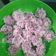 Cooksnap dari KhanifHijab untuk resep Klepon kenyal(tanpa kapur sirih)