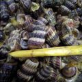 Cooksnap dari Biah Latopaz untuk resep Masak santan cabe rawit siput hisap/sedut/mata merah
