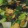 Cooksnap dari vita untuk resep Tumis Jagung Muda dan Pokcoy