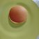 Cooksnap dari Vitrina Makmur untuk resep Pancake lembut