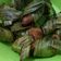 Cooksnap dari Melani indra untuk resep Ayam goreng pandan