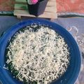 Cooksnap dari Dwiyani setiowati untuk resep [256] Bolu Kukus Oreo (3 Bahan)