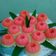 Cooksnap dari Eno Ony untuk resep Cassava steam cake (Bolu singkong kukus)
