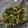 El cooksnap de Eduardo Agudo Alba cuando hizo Ensalada del día, con cogollos, anchoas y queso feta.