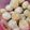 Cooksnap dari Monica Felicia untuk resep Snow ball Cookies / Kue Putih Salju Keju, lumer tapi kokoh ☃️🐼
