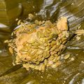 Cooksnap dari Alasprogo Indonesia Official untuk resep Bothok lamtoro,tahu,tempe