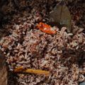 Cooksnap dari Dewi Rhainy untuk resep Nasi Liwet Kecombrang (rice cooker)