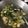 Cooksnap dari almees 04 untuk resep Capcay Kuah