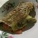 El cooksnap de camii cuando hizo Omelette de queso y tomate.