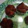 Cooksnap dari Qiqi Nurfadilah untuk resep Brownise kukus mekar anti gagal