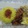 Cooksnap dari Suzan Ayu untuk resep Nasi Kuning (Cocok untuk buat Jualan loh! Cara Tradisional “Diaroni”)