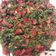 صورة من طـبخآت يآسـمـين🌹🌷، شاركها بعد تجربة وصفة تبولة تركية 🌿🍅🌶🍋