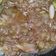 Cooksnap Zuraidah Abu Bakar semasa beliau membuat Sambal goreng hitam belimbing buluh.
