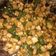 Cooksnap dari Deasy Indra Mutia Rini untuk resep Oseng Tempe Cabe Ijo Sederhana by @bunasakha