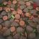Cooksnap dari Annisa MP untuk resep Sop bakso sosis