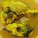 Cooksnap Lily Suryani Mohd Ali semasa beliau membuat Patin masak tempoyak.