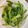 陳麗塔（愛煮菜的職業婦女） 的 清炒青江菜 cooksnap