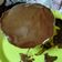 Cooksnap dari Sandra Zh untuk resep Resep pancake yang tebal dan lembut