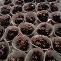 Cooksnap dari Kiki Budi untuk resep Coco crunch cookies