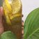 Cooksnap dari Ari Ramadona untuk resep Infused water (lemon, madu & chia seed)